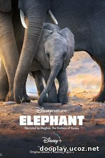 Watch Streaming Movie Elephant (2020)